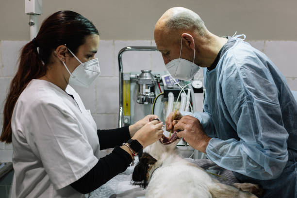 24-Hour Dental Clinic Near Me Charlotte, NC